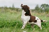 SPRINGER SPANIEL 055